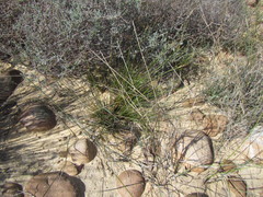 Schoenus pseudoloreus