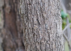 Eucalyptus radiata radiata