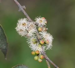 Eucalyptus radiata radiata