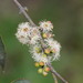 Eucalyptus radiata - Photo (c) Reiner Richter, μερικά δικαιώματα διατηρούνται (CC BY-NC-SA), uploaded by Reiner Richter