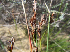 Schoenus pseudoloreus