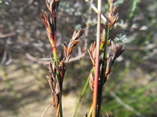 Image of Schoenus pseudoloreus by (c) douglaseustonbrown, some rights reserved (CC BY-SA)