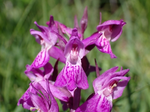 Lapland marsh-orchid (Dactylorhiza lapponica)