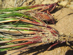 Schoenus pseudoloreus