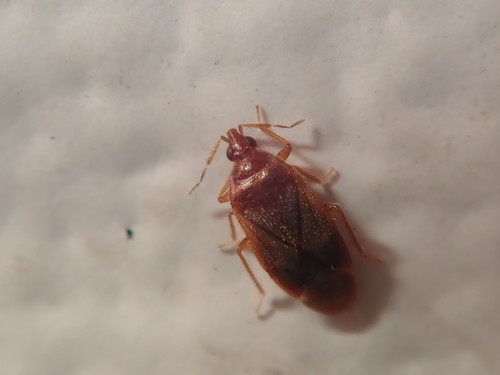 Representative image of Cardiastethus