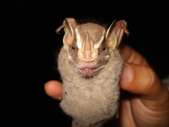 Chiroderma salvini