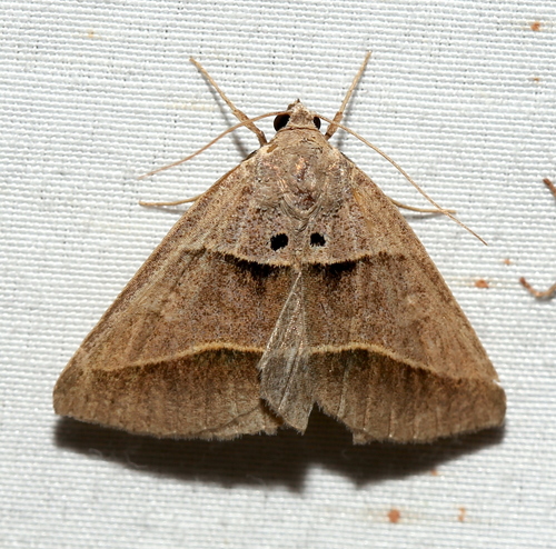 Common Ptichodis Moth photo 5