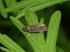 Leistomorpha brontoscopa