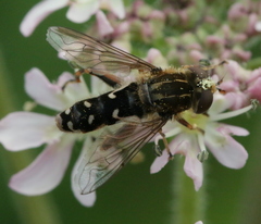 Anasimyia contracta