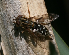 Anasimyia contracta