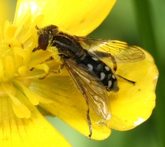 Anasimyia contracta
