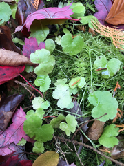 Hydrocotyle americana