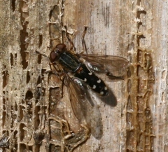 Anasimyia contracta