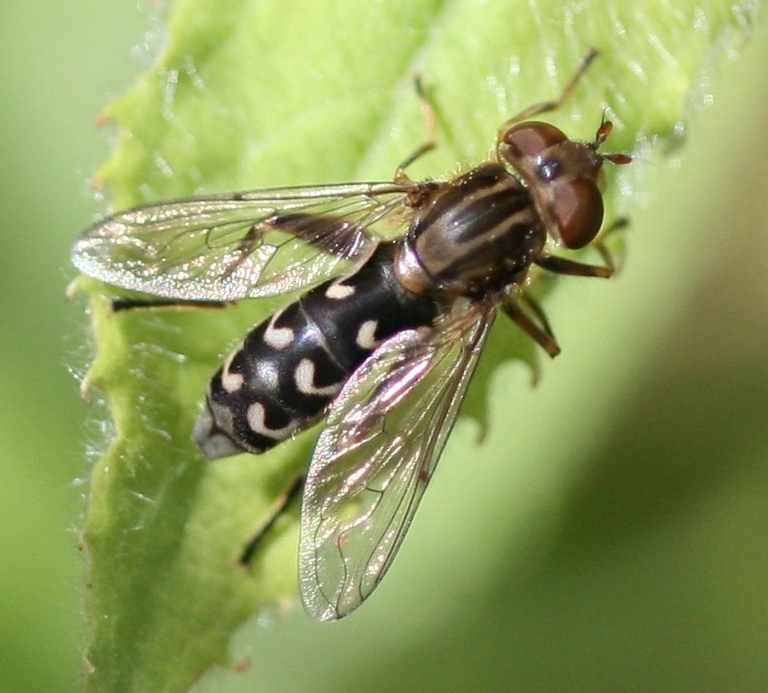Waisted Duckfly