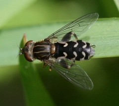 Anasimyia contracta
