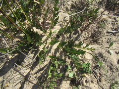 Lichtensteinia obscura