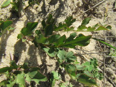 Lichtensteinia obscura