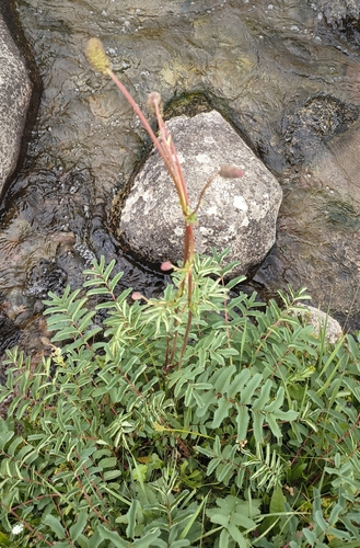 Sanguisorba alpina, photograph 4