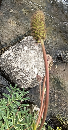 Sanguisorba alpina, photograph 5