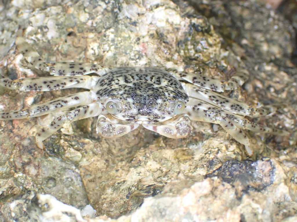 Grapsus longitarsis