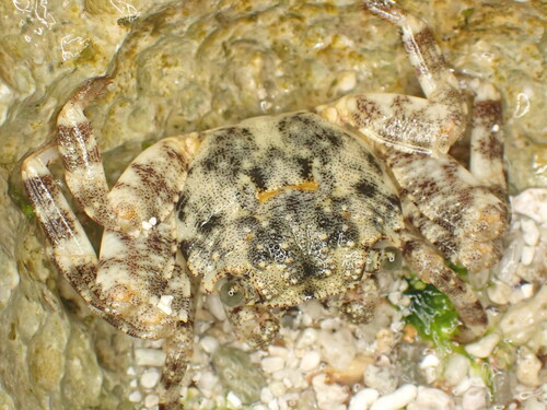 Grapsus intermedius