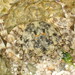 Grapsus intermedius