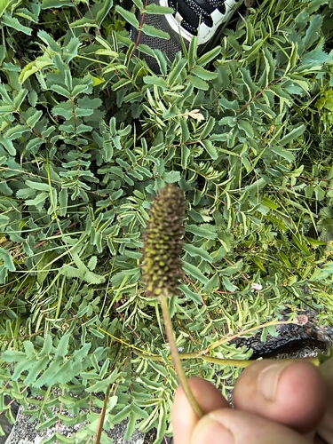 Sanguisorba alpina, photograph 6