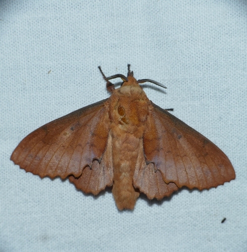Gastropacha quercifolia