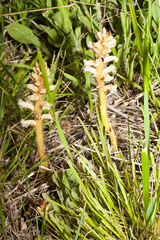 Orobanche picridis