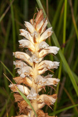 Orobanche picridis