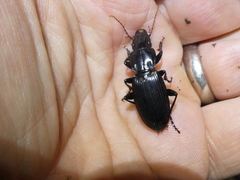 Plocamostethus planiusculus