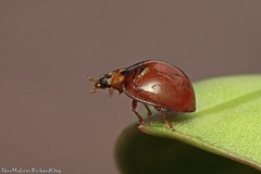 Cheilomenes sexmaculata