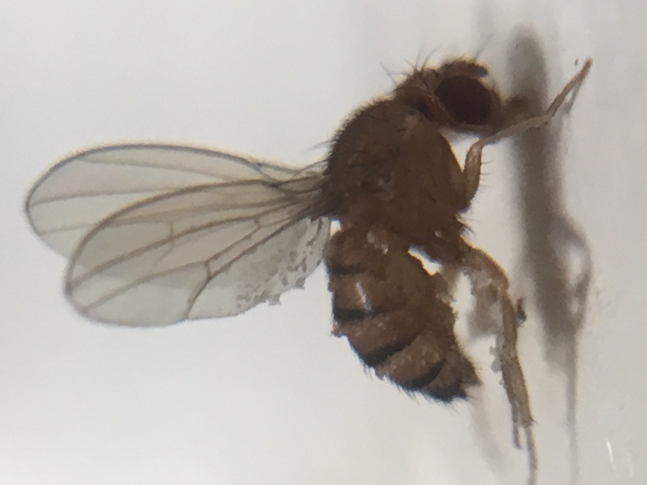 Entomophthorales image