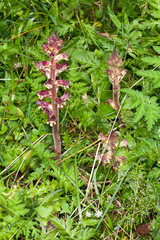 Orobanche reticulata