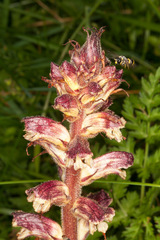 Orobanche reticulata
