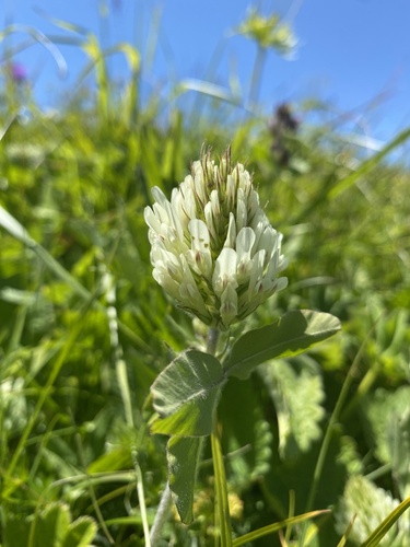 Trifolium canescens