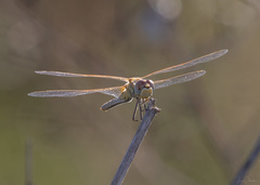 Sympetrum fonscolombii