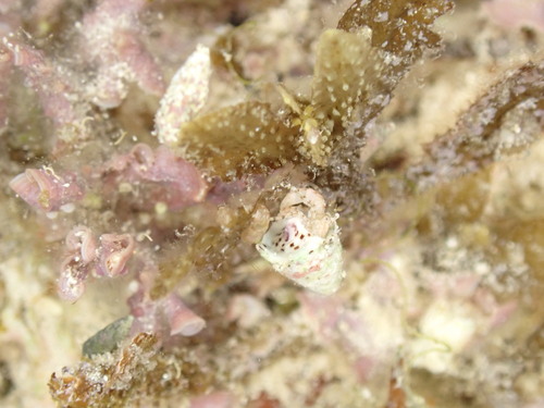 Pagurixus patiae