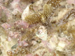 Pagurixus patiae