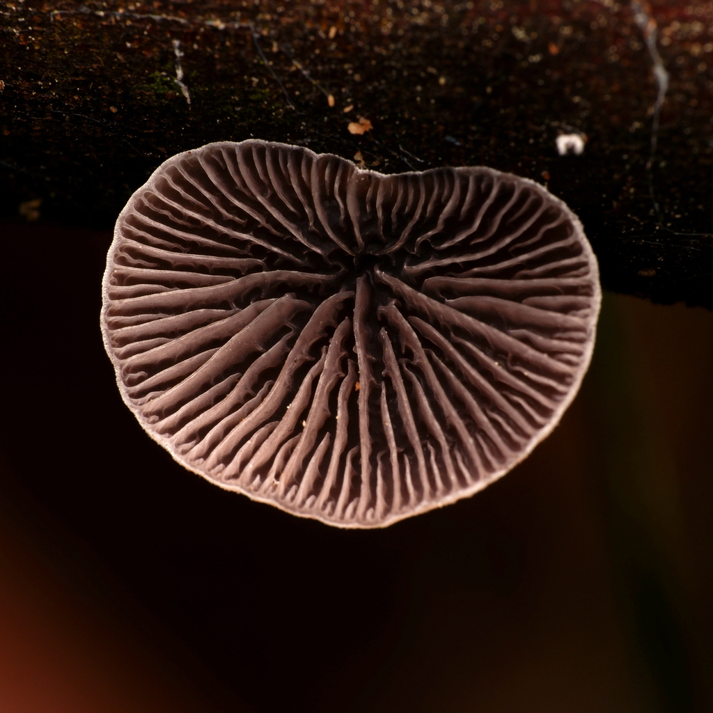 Resupinatus cinerascens