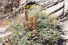 Orobanche litorea