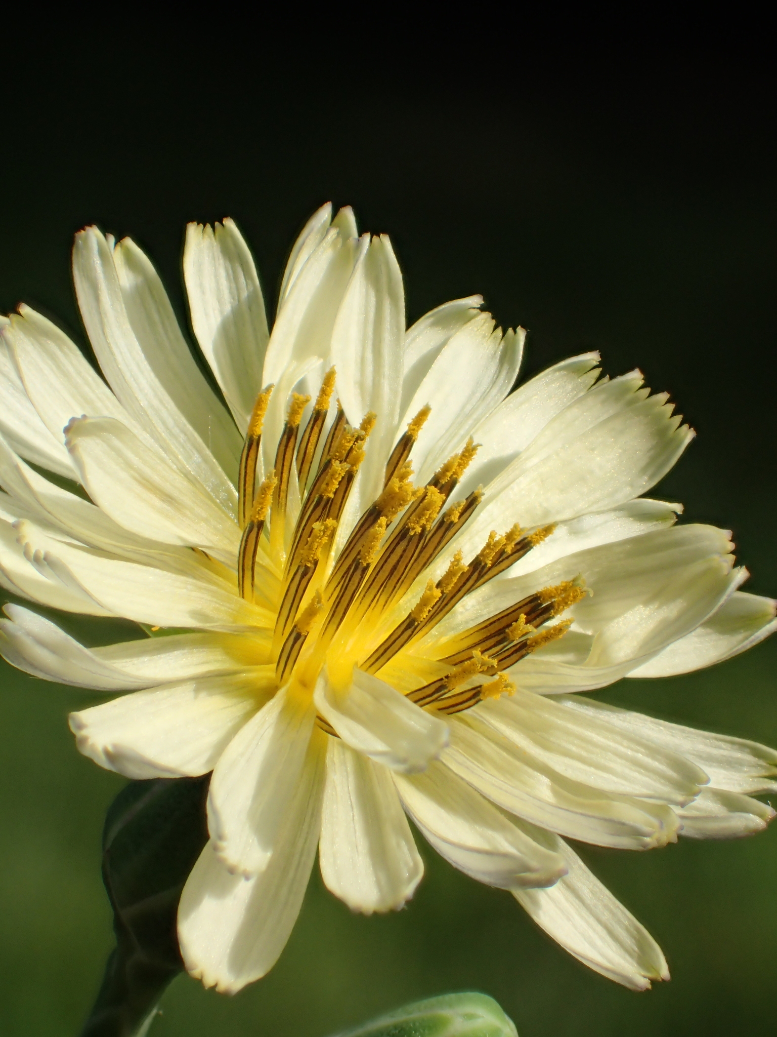 Lactuca indica