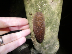 Pseudaneitea