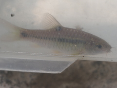 Barbodes binotatus