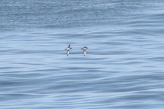 Puffinus mauretanicus