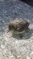 Prinia gracilis