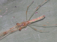 Tetragnatha hasselti