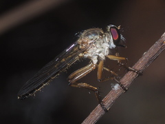 Ommatiinae
