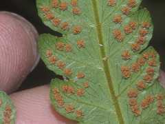 Pleocnemia conjugata