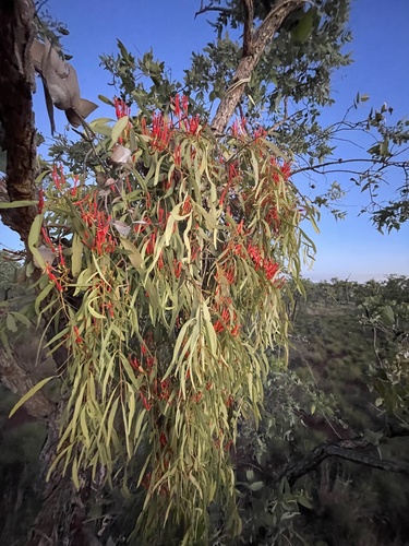 Blood Mistletoe